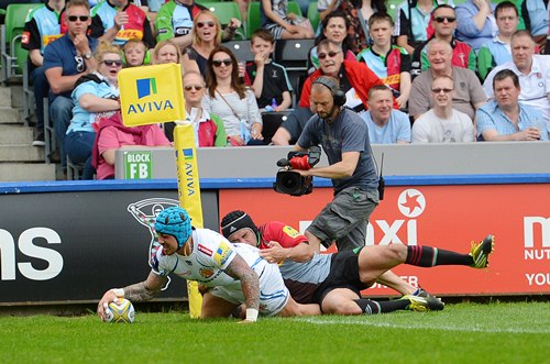 Harlequins Nowell std